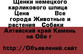 Щенки немецкого карликового шпица › Цена ­ 20 000 - Все города Животные и растения » Собаки   . Алтайский край,Камень-на-Оби г.